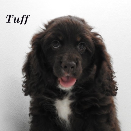 puppy, for, sale, Cocker Spaniel, Joe & Cherri  Overlease, dog, breeder, Miller, MO, dog-breeder, puppy-for-sale, forsale, nearby, find, puppyfind, locator, puppylocator, aca
